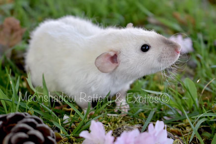 Fancy Rat for Sale - Live Small Pets